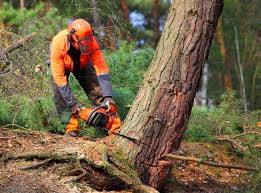 Best Lawn Pest Prevention  in Astor, FL